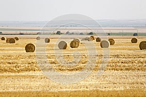 Wheat ballots on a farmerÃ¢â¬â¢s field